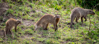 Serengeti NP