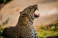 Serengeti